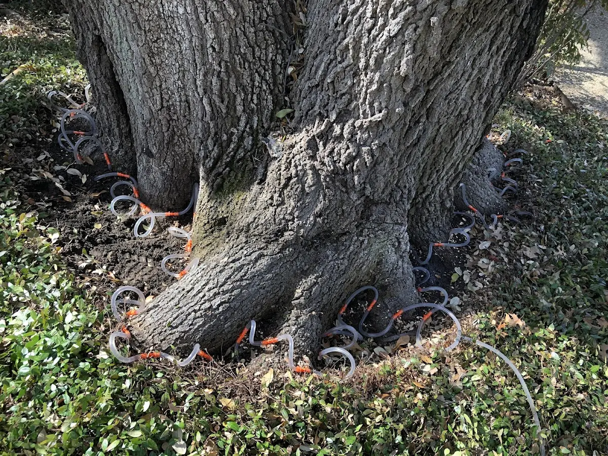 Detailed Tree Cabling and Bracing job site in Clatskanie